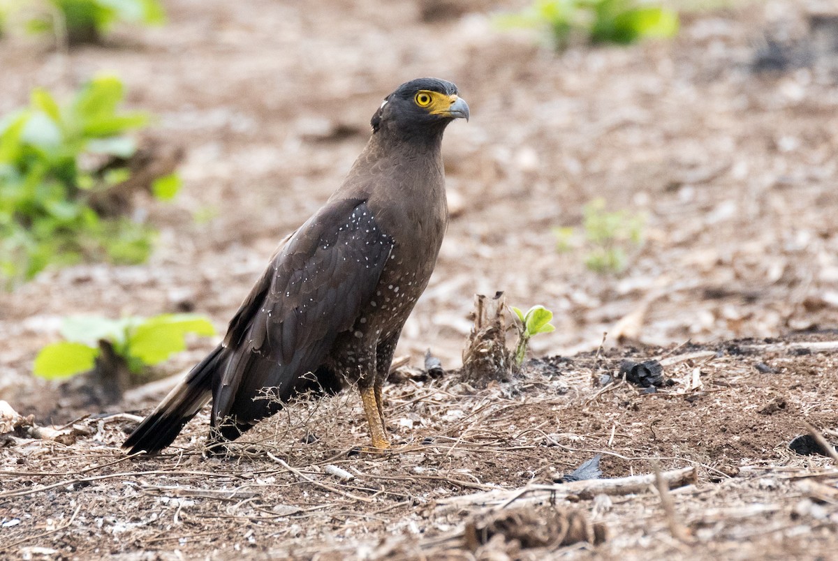 Crested Serpent-Eagle - ML177541381