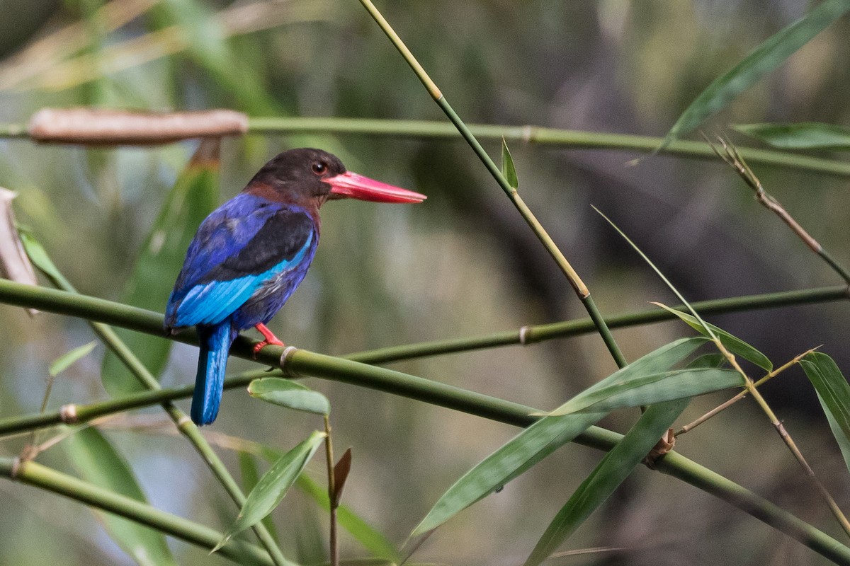 Javan Kingfisher - Chris Barnes