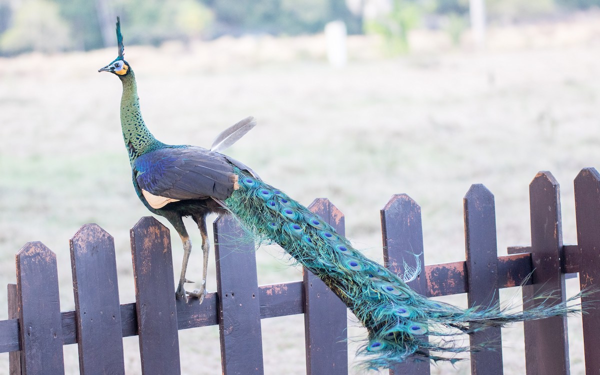 Green Peafowl - ML177541681