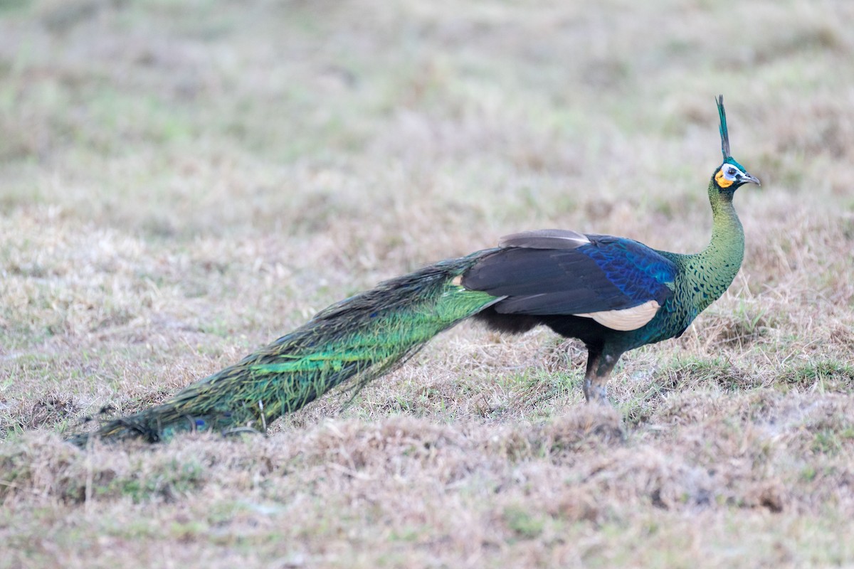 Green Peafowl - Chris Barnes