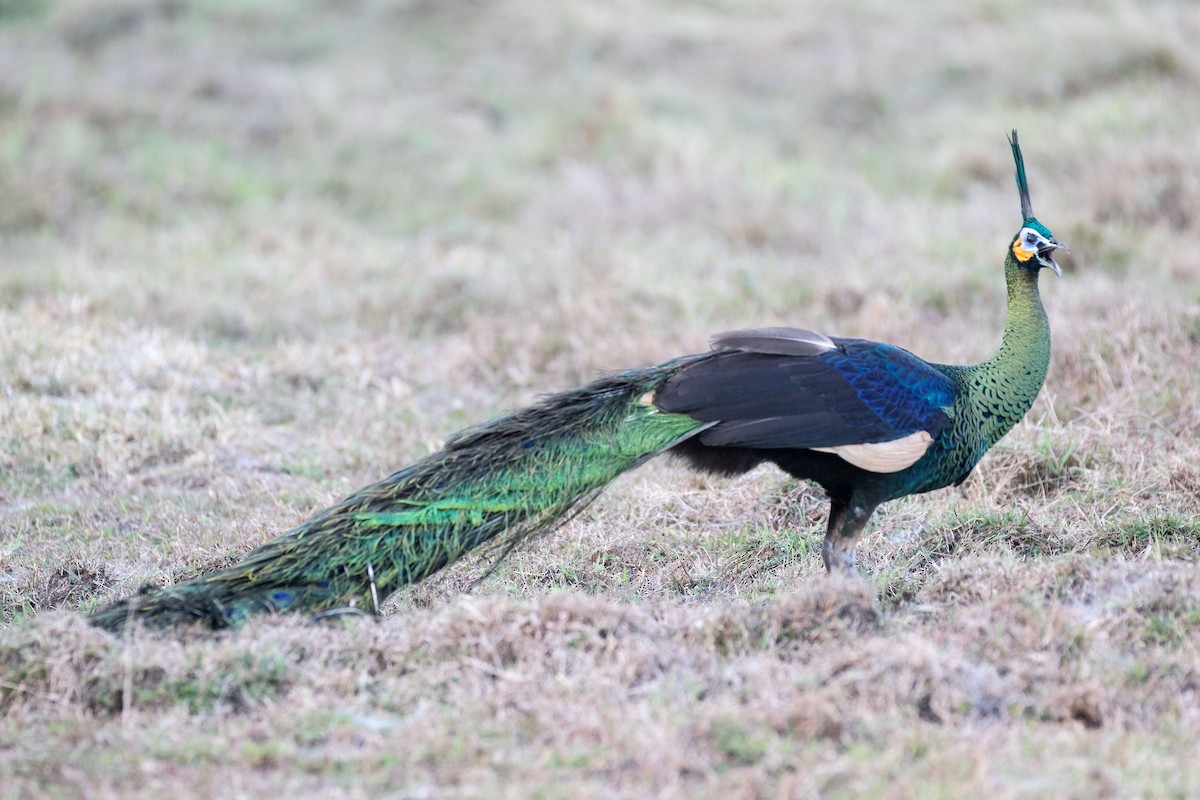 Green Peafowl - ML177541711