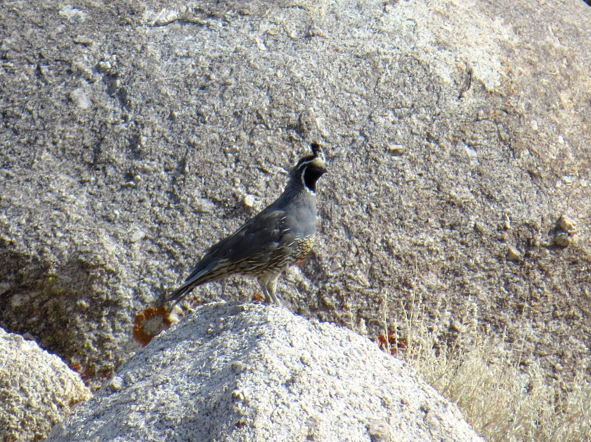 California Quail - ML177542701
