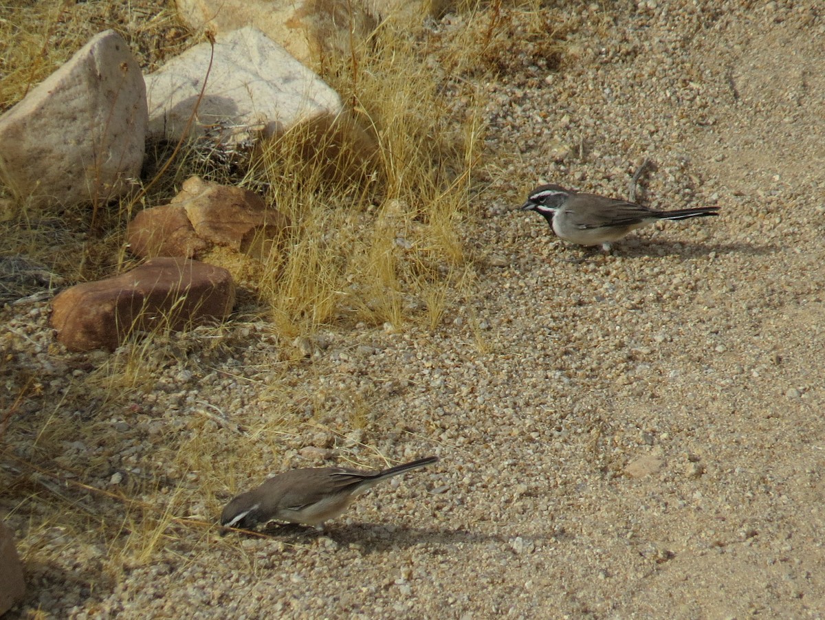 Black-throated Sparrow - ML177542791