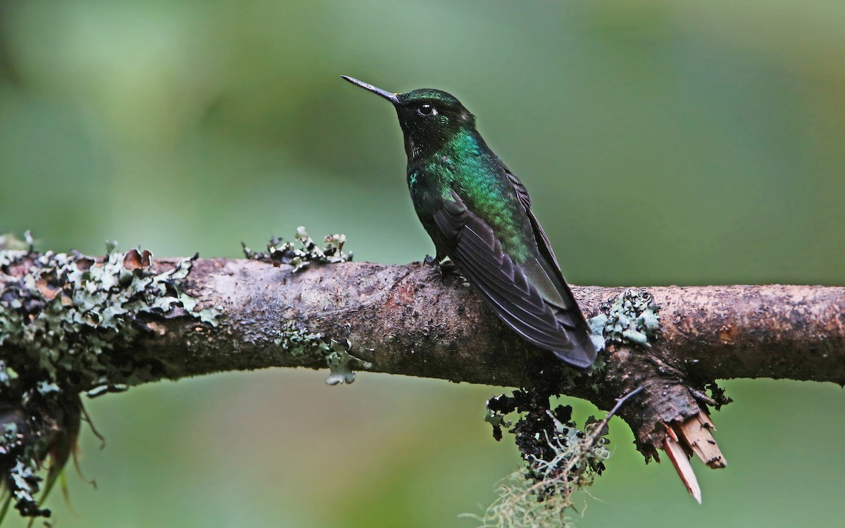 kolibřík turmalinový - ML177543551
