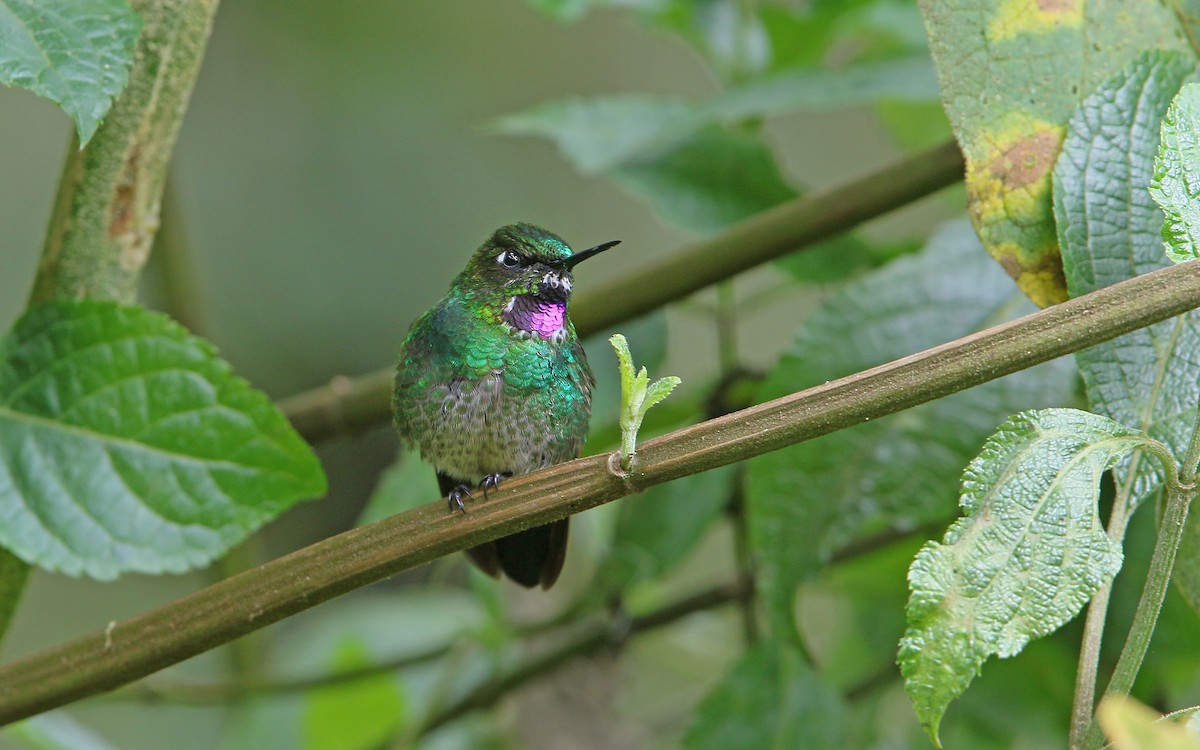 kolibřík turmalinový - ML177543591