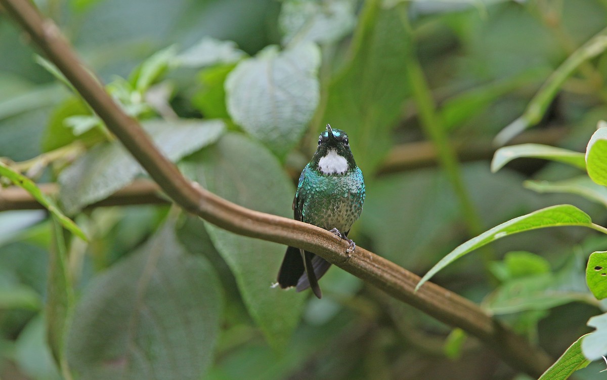 kolibřík turmalinový - ML177543621
