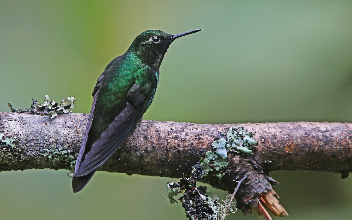 Colibrí Turmalina - ML177543641