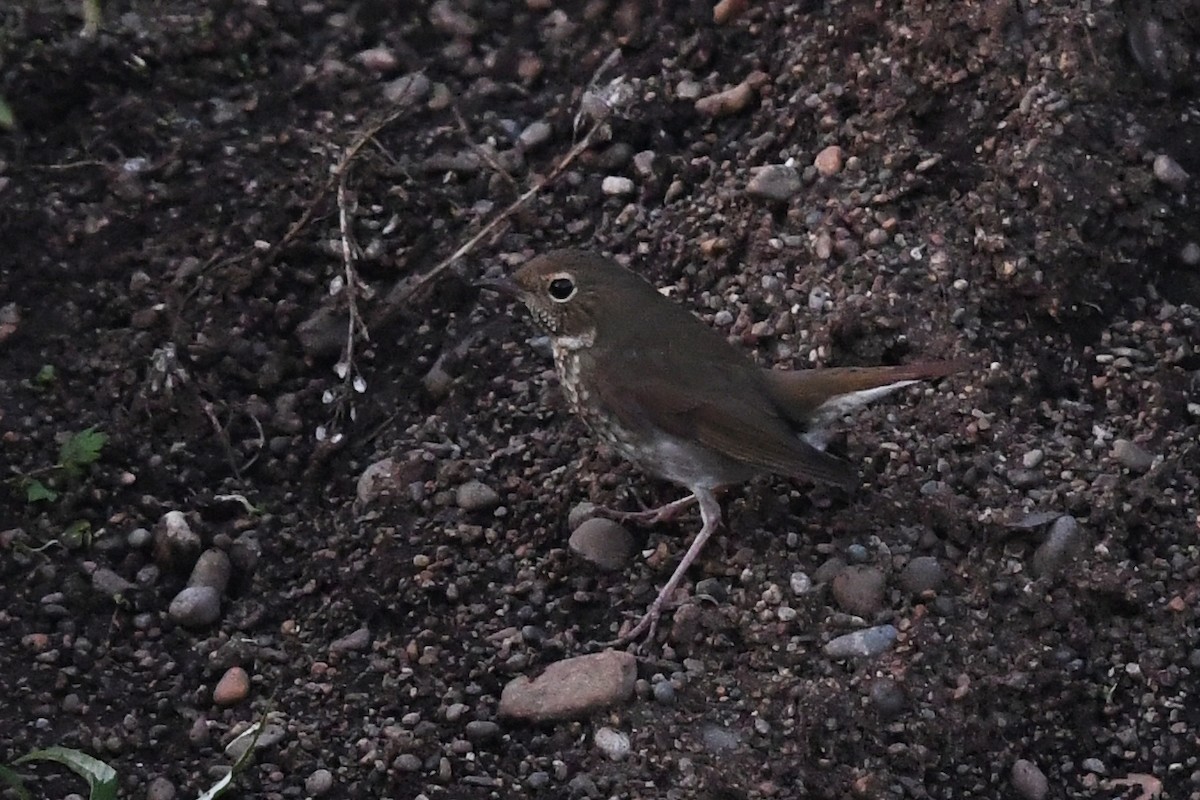 Rufous-tailed Robin - ML177543651