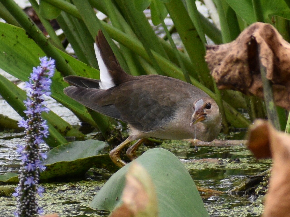 Purple Gallinule - ML177543871