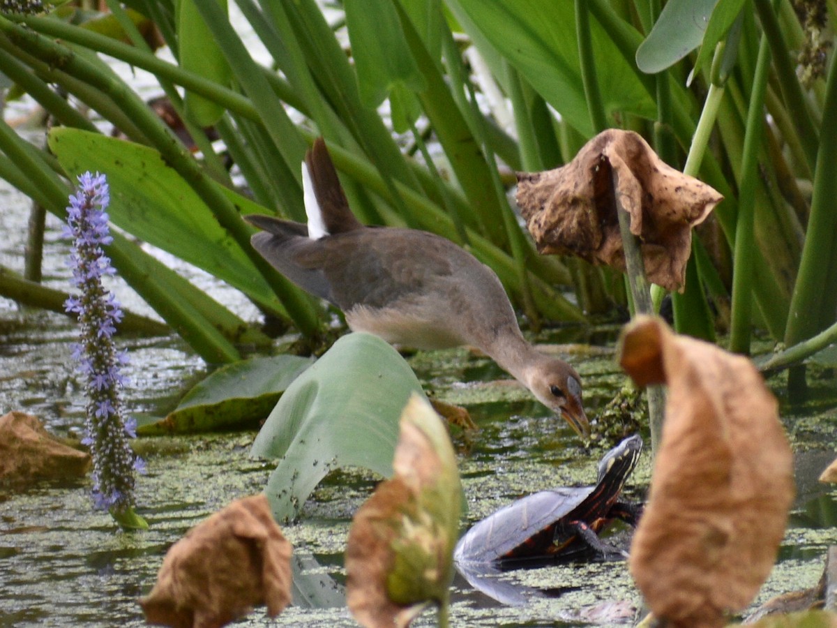 Purple Gallinule - ML177543881