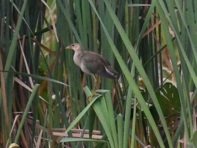 Purple Gallinule - ML177543891