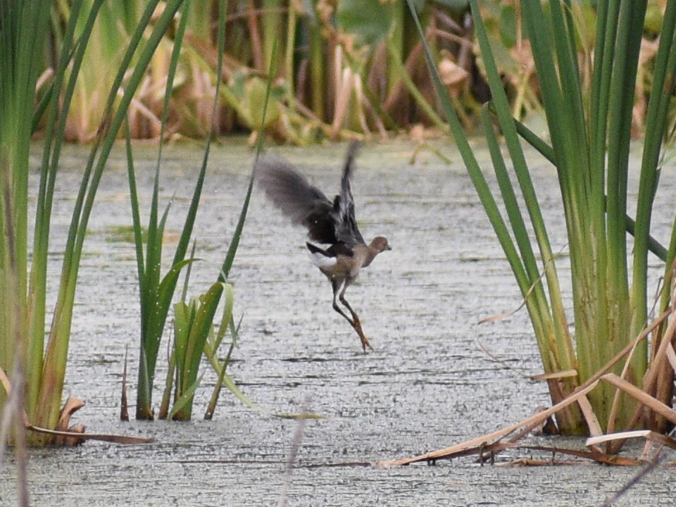 Purple Gallinule - ML177543911