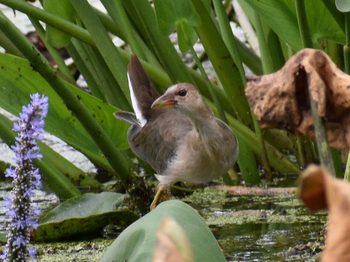 Purple Gallinule - ML177543941