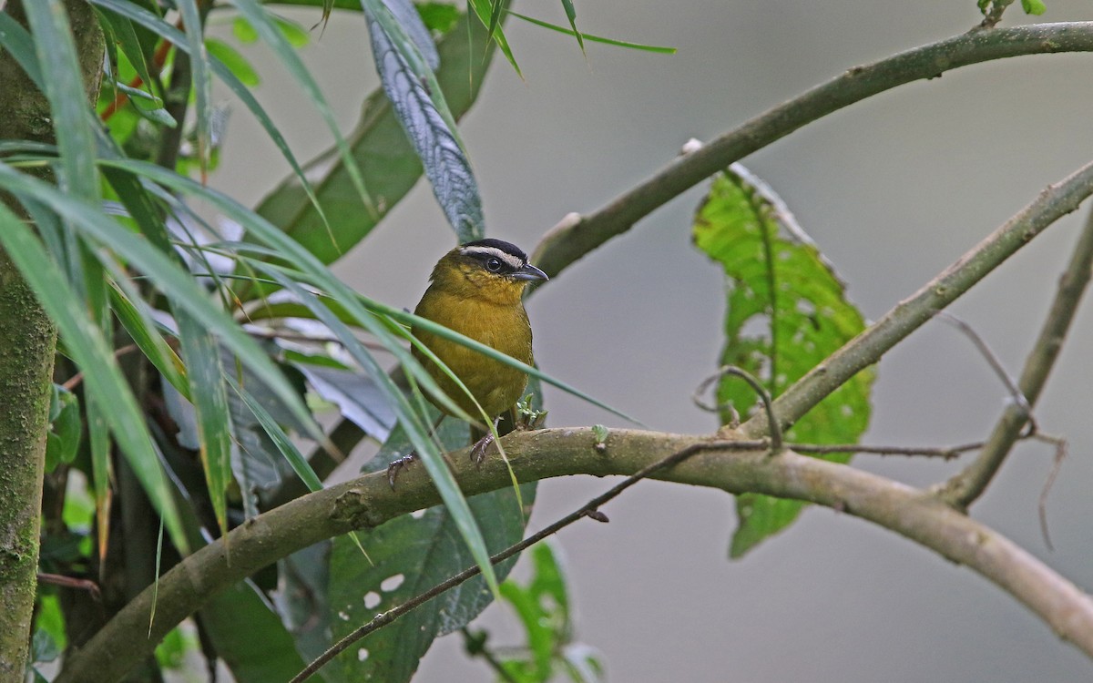 Kara Takkeli Hemispingus - ML177544231