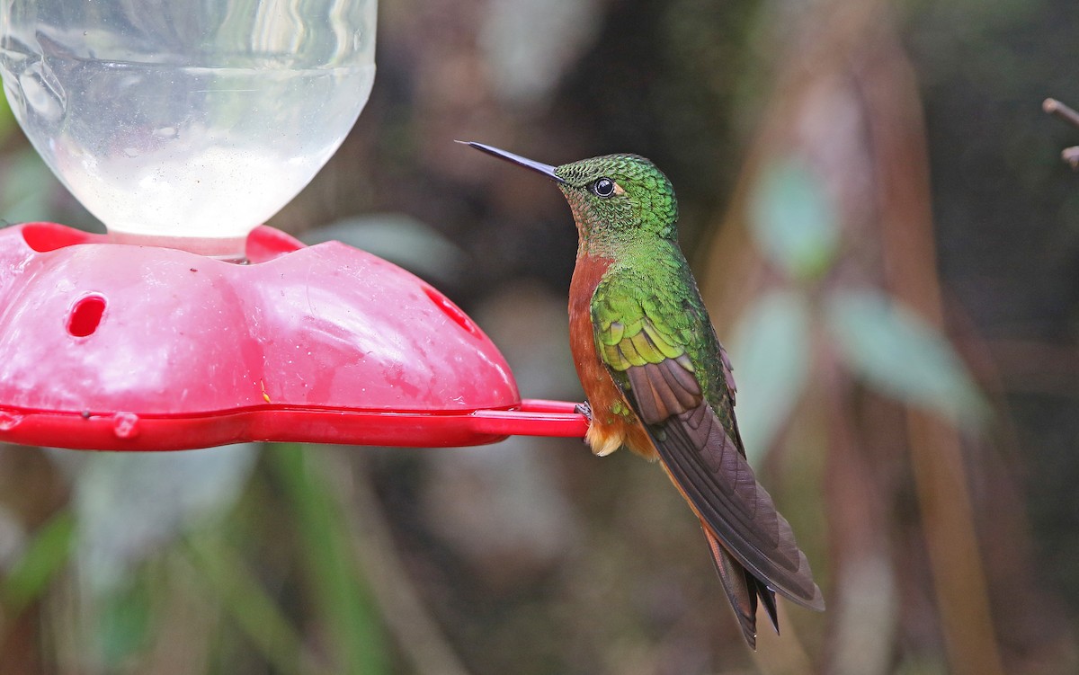 kolibřík peruánský - ML177544531