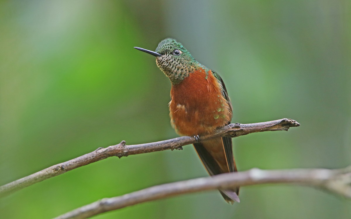 kolibřík peruánský - ML177544551