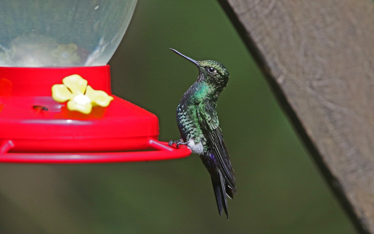 Glowing Puffleg - Christoph Moning