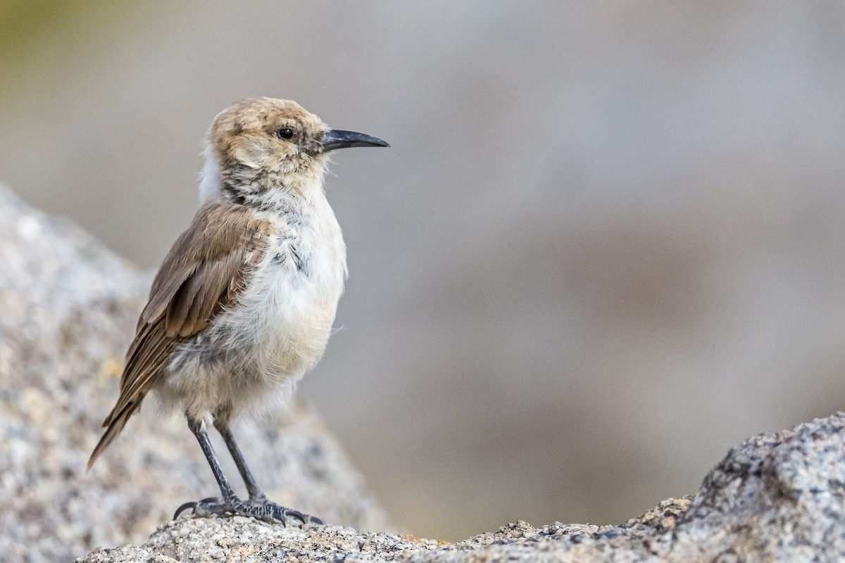 Ground Tit - Balaji P B