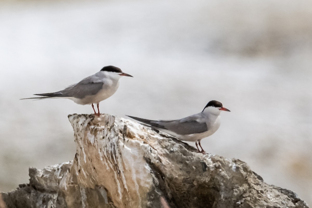 Common Tern - ML177546451