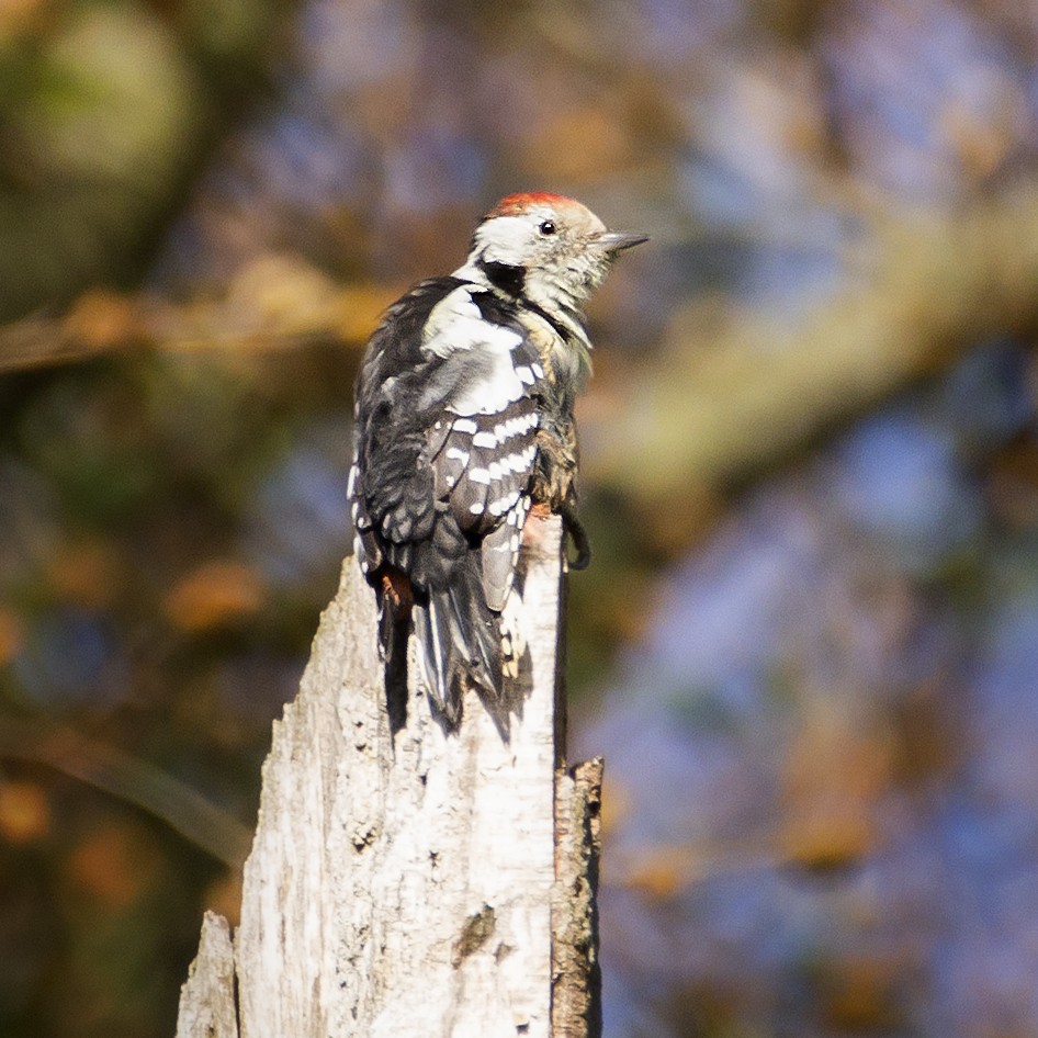 Middle Spotted Woodpecker - Finn Engels