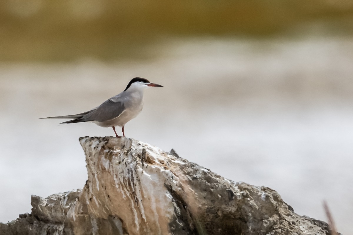 Common Tern - ML177546471