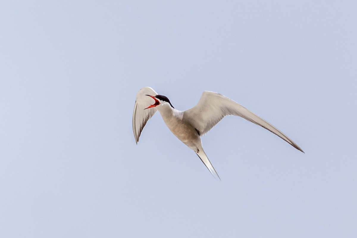 Common Tern - ML177546481