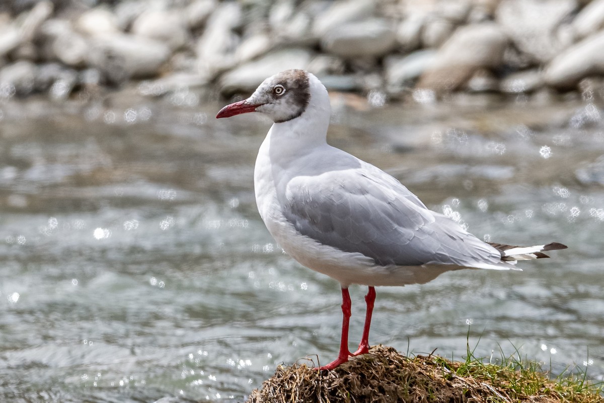 Brown-headed Gull - ML177546501