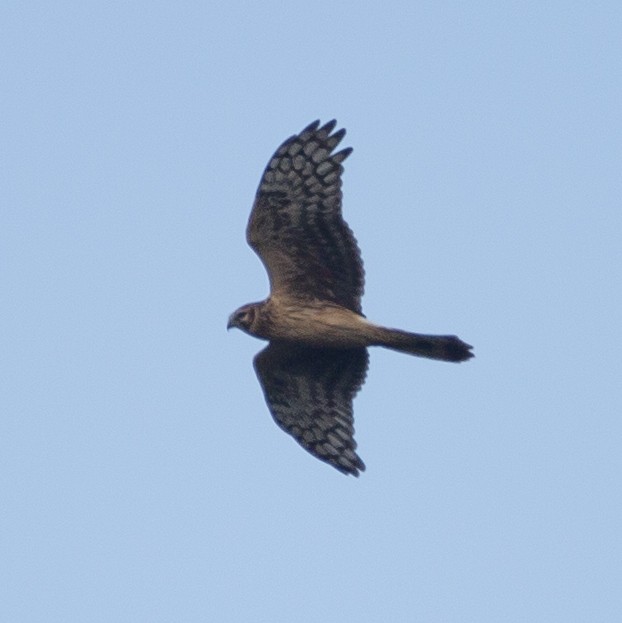 Hen Harrier - ML177546581