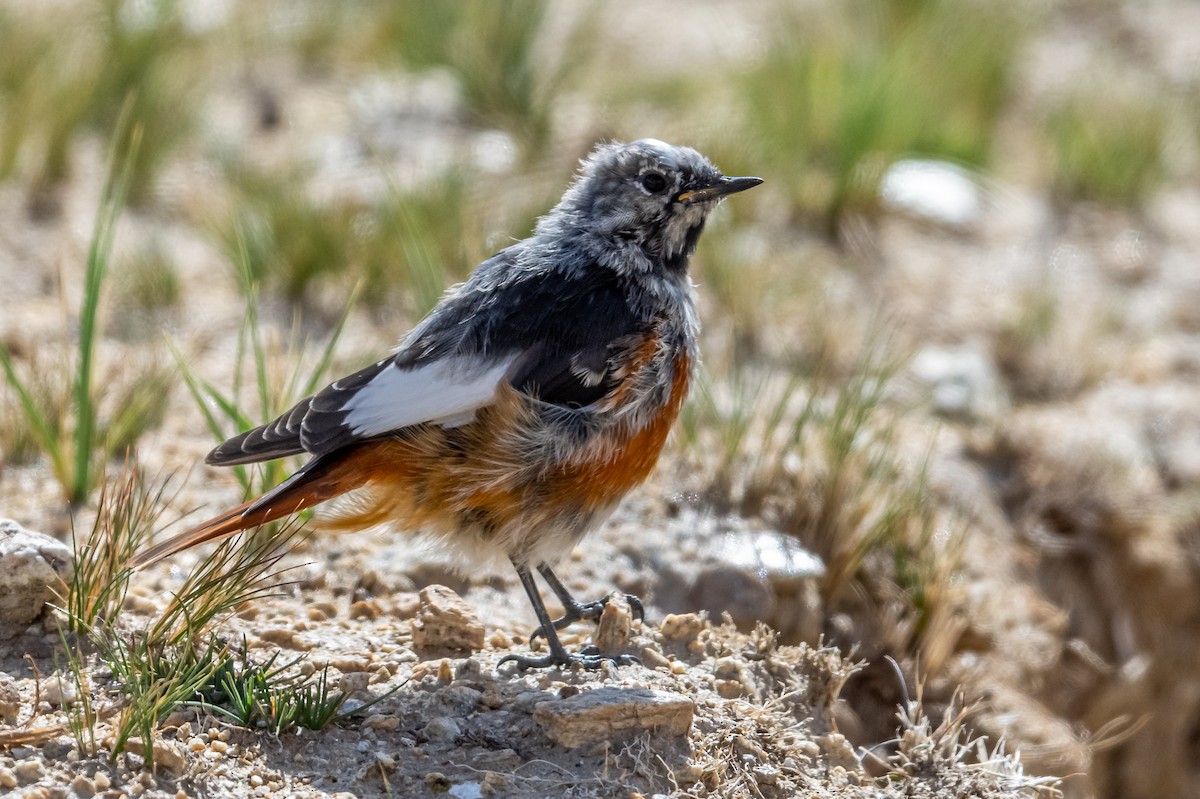 White-winged Redstart - ML177546641