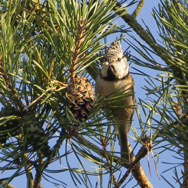 Crested Tit - ML177546911