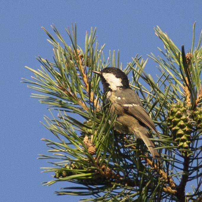 Coal Tit - ML177547061