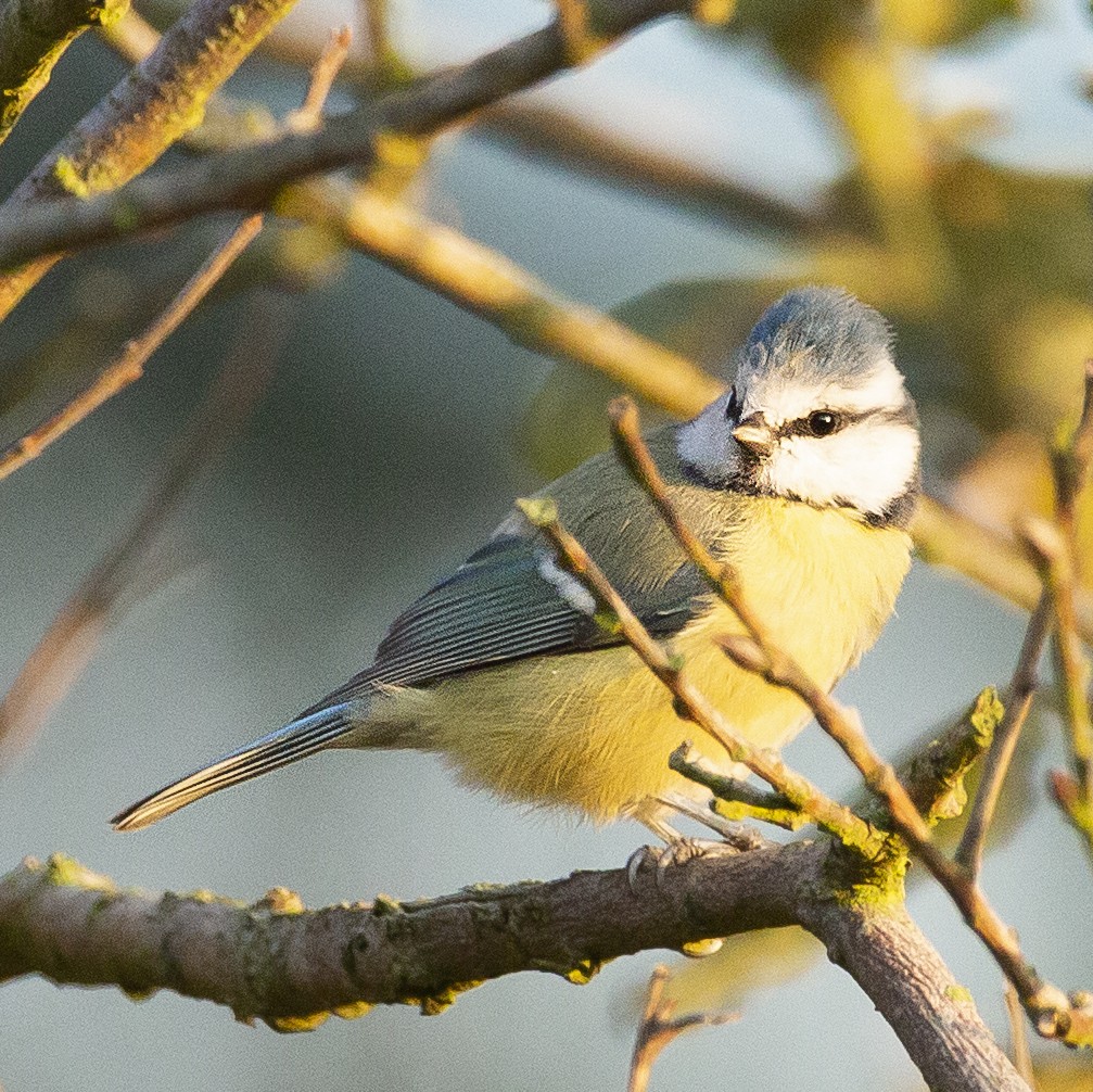 Eurasian Blue Tit - ML177547251