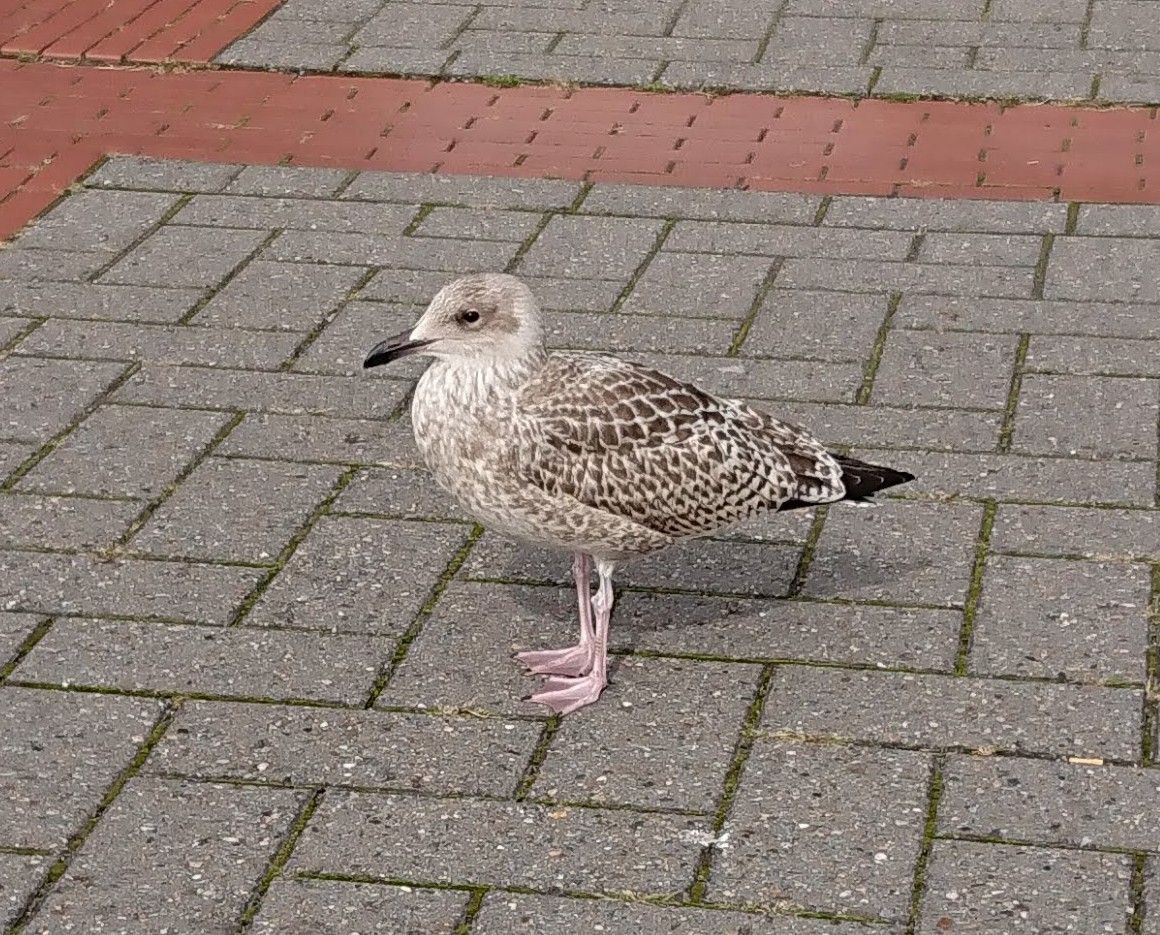 European Herring Gull - m Fenner