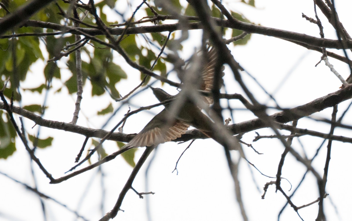 Banded Bay Cuckoo - ML177550851