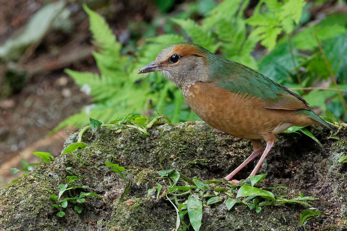 Blue-rumped Pitta - Vincent Wang