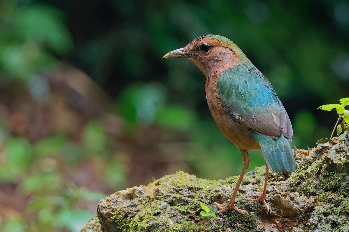 Blue-rumped Pitta - Vincent Wang