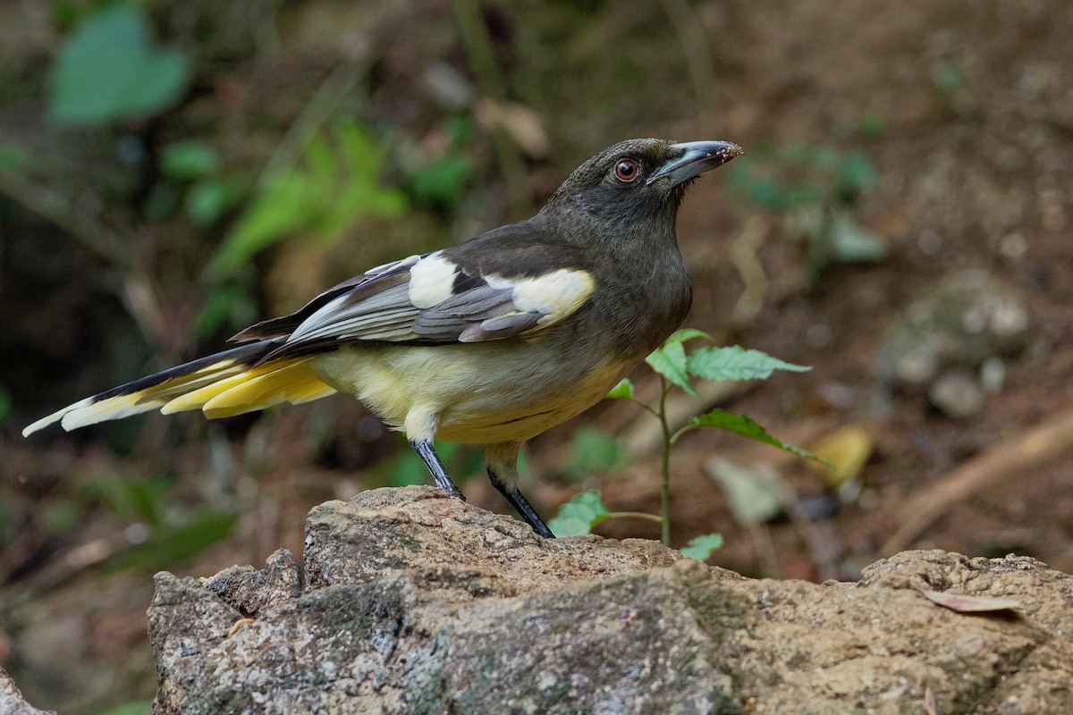 White-winged Magpie (Black-tailed) - ML177555581