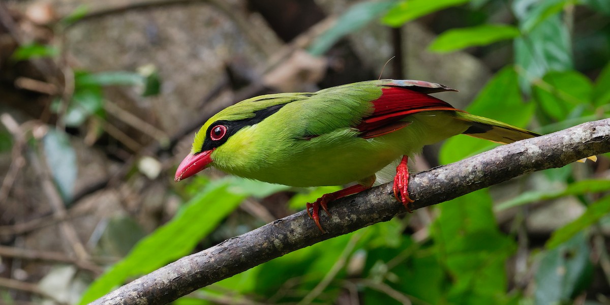 Indochinese Green-Magpie - Vincent Wang