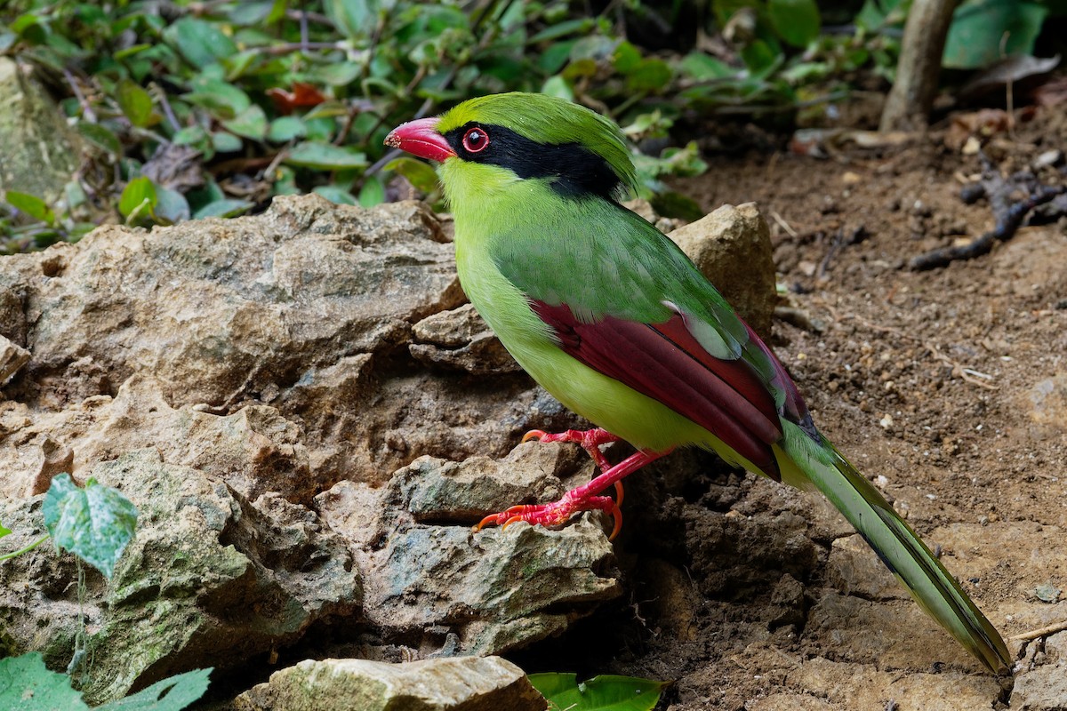 Indochinese Green-Magpie - Vincent Wang