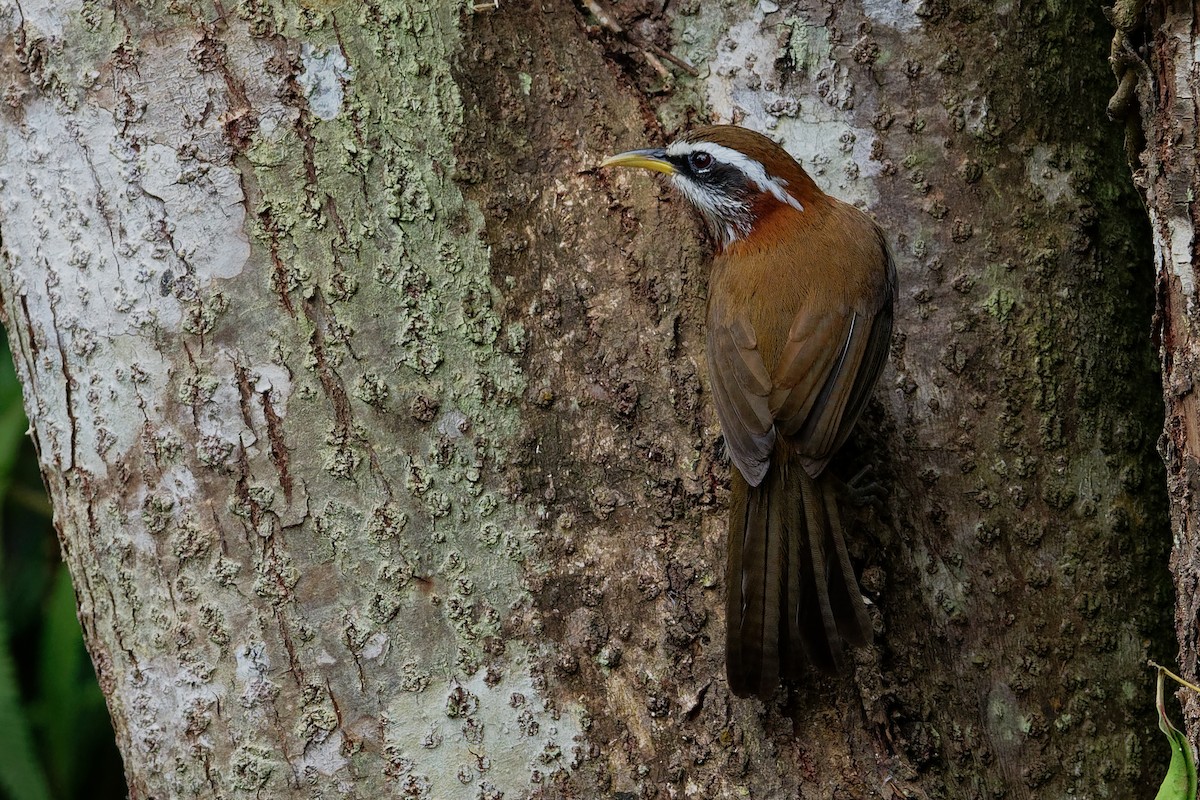 Streak-breasted Scimitar-Babbler - ML177556081