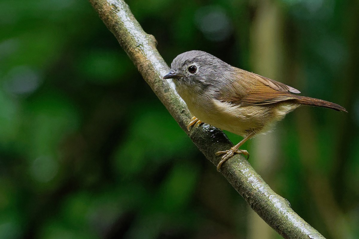 David's Fulvetta - Vincent Wang