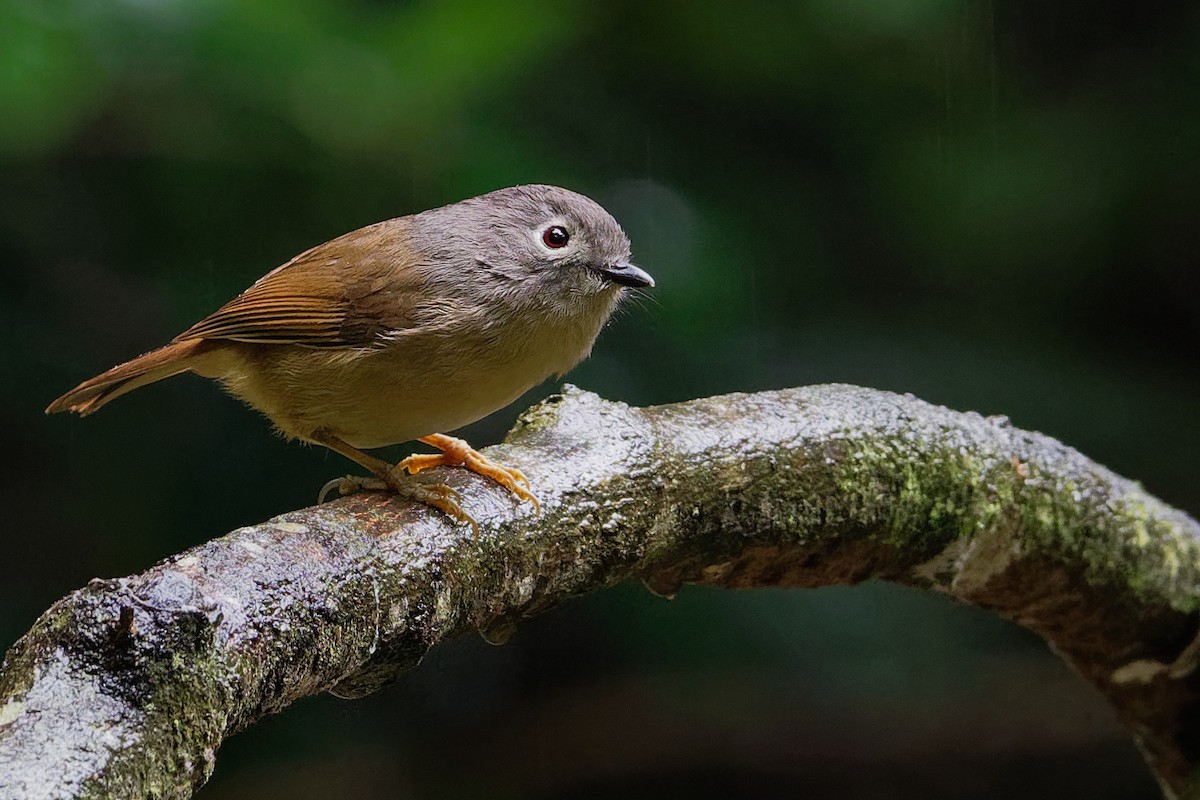 David's Fulvetta - Vincent Wang