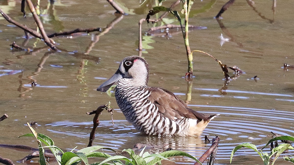 Pink-eared Duck - Enoch Bultreys