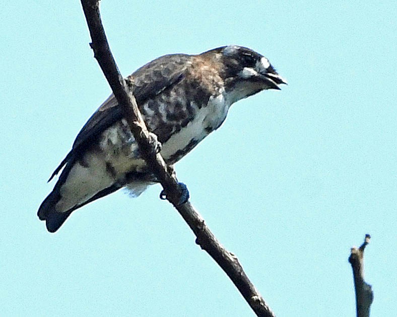 White-browed Purpletuft - ML177559531