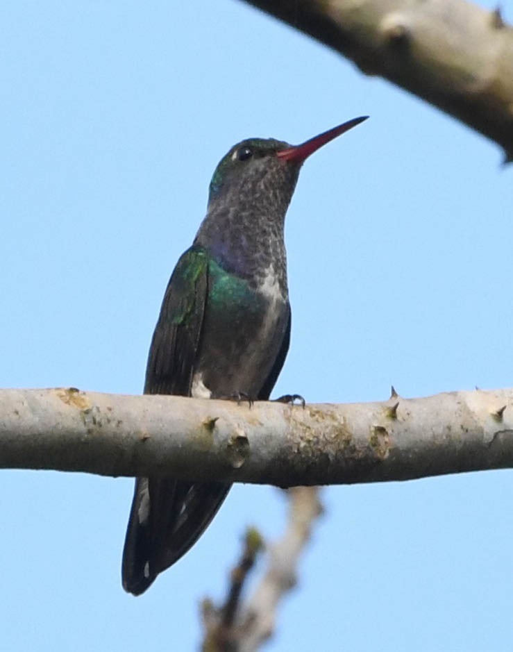 kolibřík safírový - ML177560281
