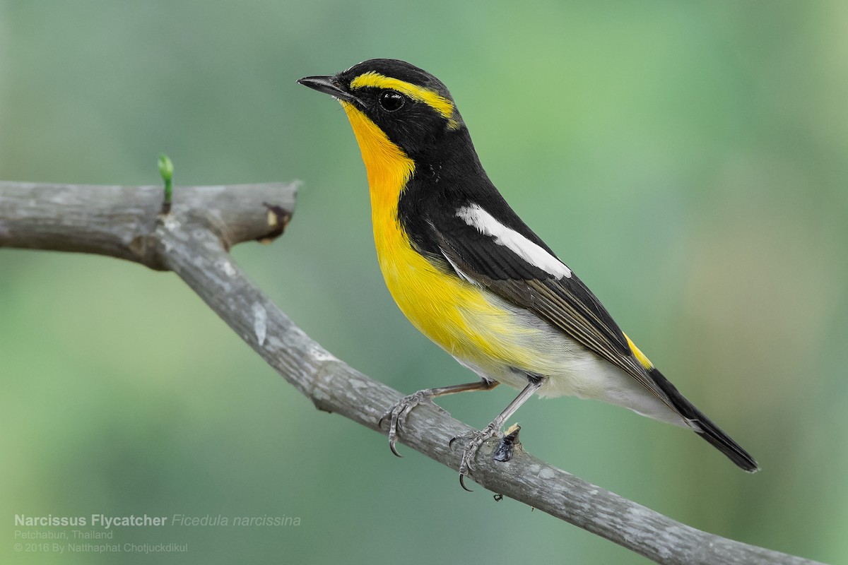 Narcissus Flycatcher - ML177560391