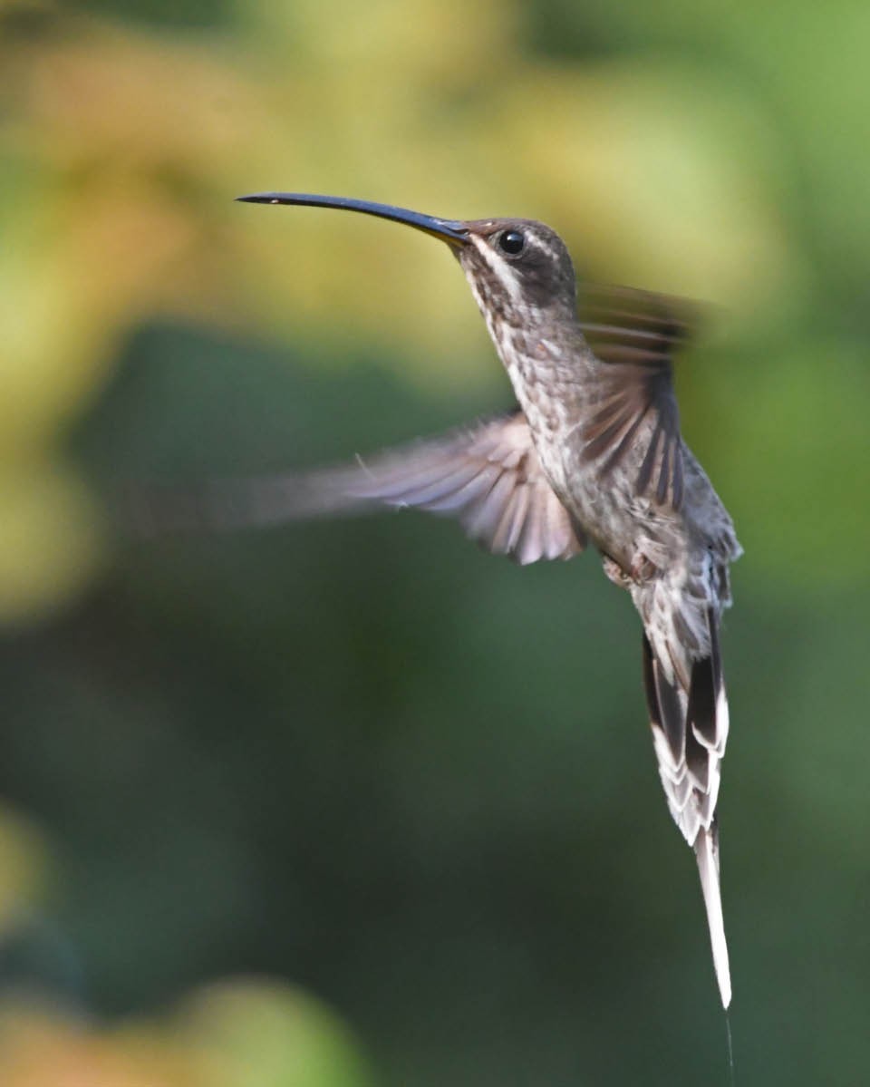 White-bearded Hermit - Tini & Jacob Wijpkema