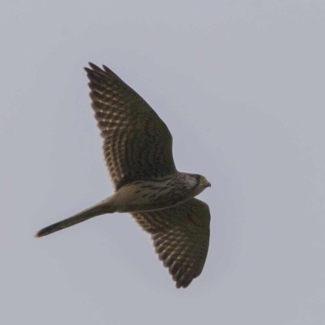 Eurasian Kestrel - ML177561161