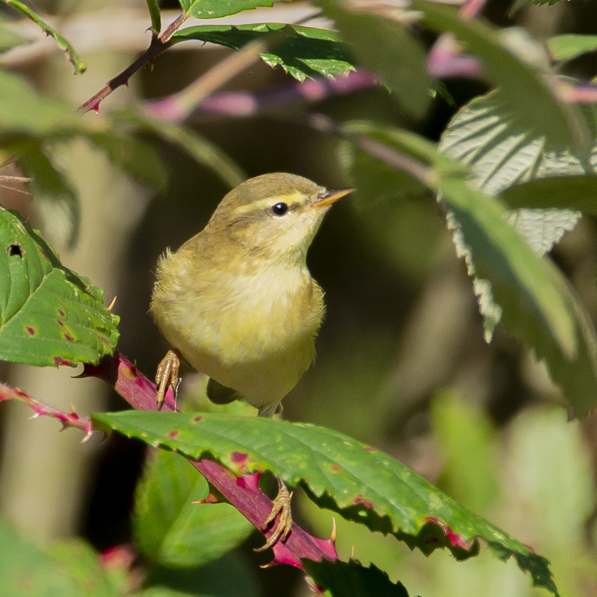 Common Chiffchaff - ML177561731