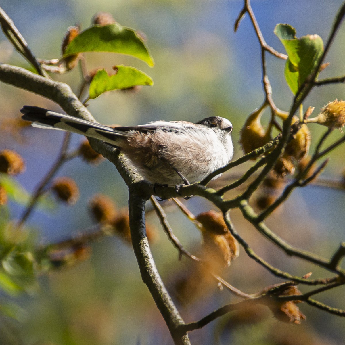 Long-tailed Tit - ML177562251
